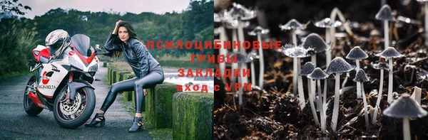 шишки Алзамай