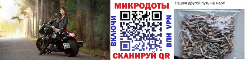 Псилоцибиновые грибы Psilocybine cubensis Пикалёво